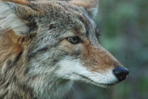 Be as watchful as the coyote, and good things will come...