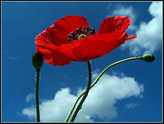 A little bit of summer! from Flickr via Wylio