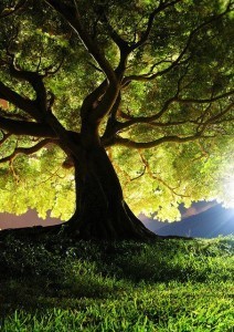 tree