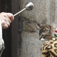 cat baptism