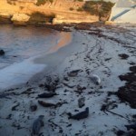 Baby seals sleeping on the beach, later in the day.