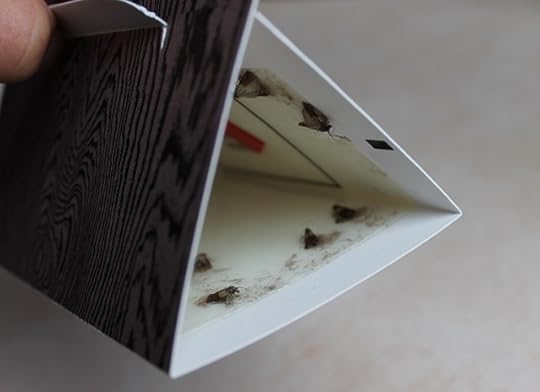 Pantry Moths in Trap