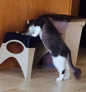 See! He is spitting poison into my water. 