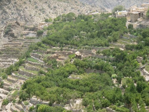 Terraced farmland in the Hajar Mountains at Jebel Akhdar
