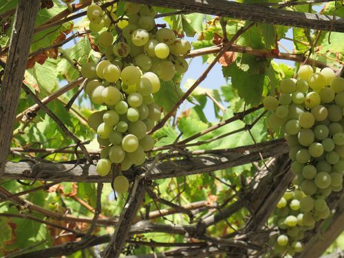 Grape arbor in Jebel Akhdar. We also saw pomegranates, corn, and roses (grown for the flowers and also for rose hips)