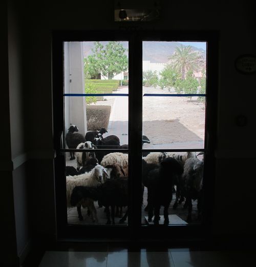 Hotel goats