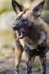 Wild dog licking his chops