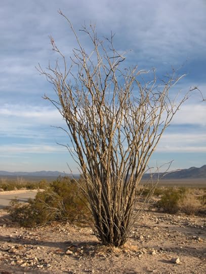 Ocotillo_in_Joshua_Tree_National_Park