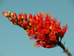 Ocotillo-flower-PD