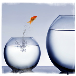 goldfish jumping out of the water
