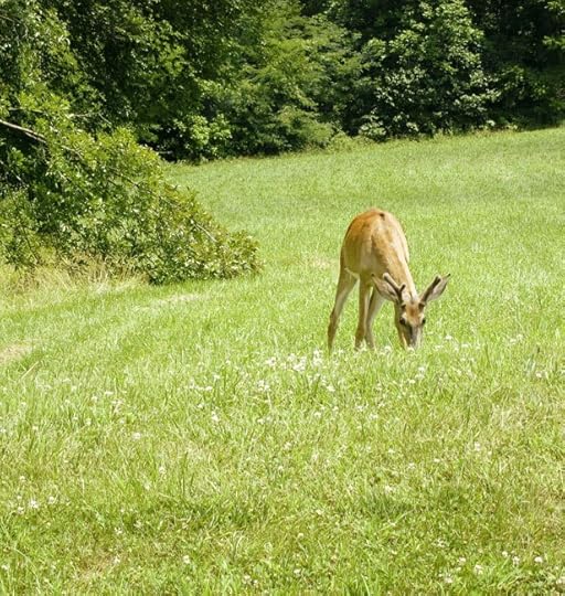 hollins-deer-web