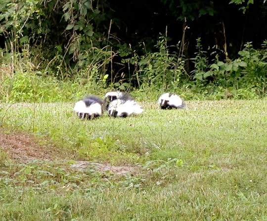 skunks-web