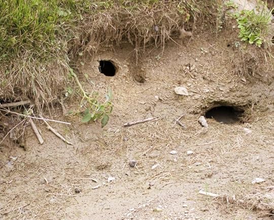 muskrat-hole-web