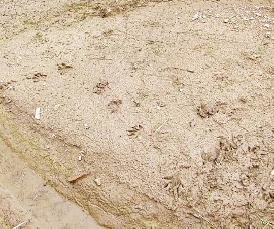 muskrat-tracks-web
