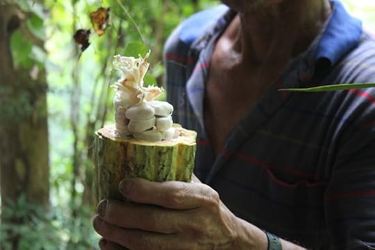 Chocolate Farm and Swimming - 37