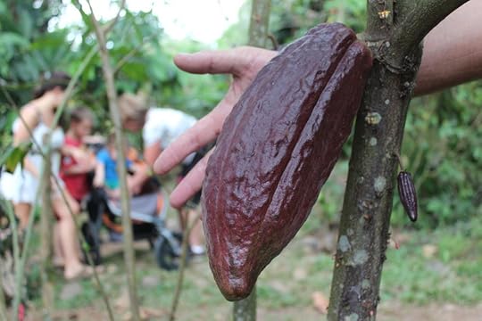 Chocolate Farm and Swimming - 46