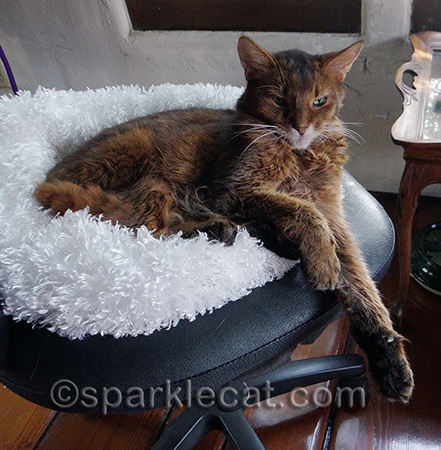 The back paw viewing is closed