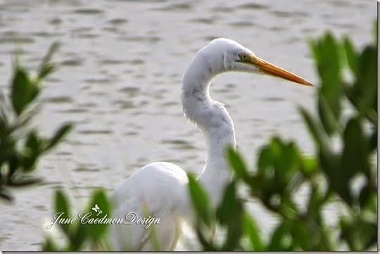 GreatEgret_SOOC2
