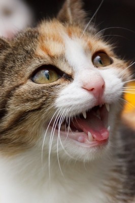 cat_sounds
