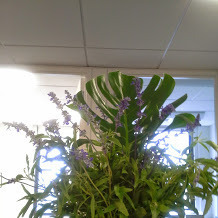 Office Flowers_8 13 2014