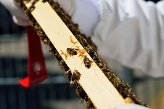 Bienen