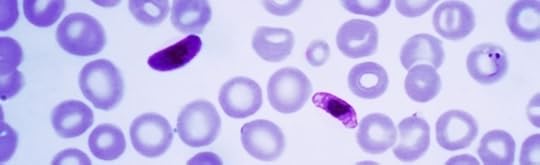 Plasmodium_falciparum_01.jpg