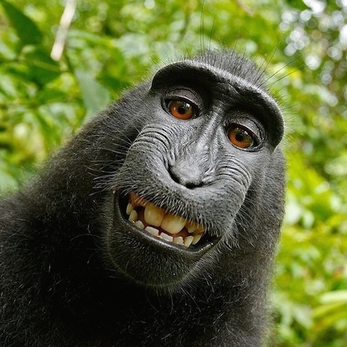 Macaca_nigra_self-portrait-1.jpg