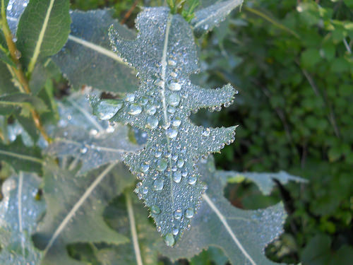 raindrops on a leaf