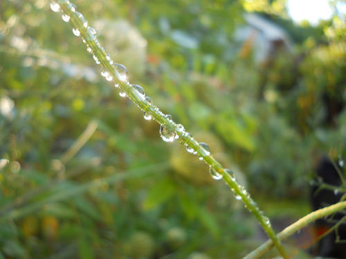 raindrops on a stem