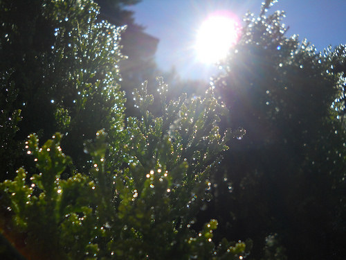 raindrops in the sun