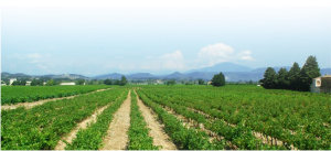 en passant par sainte-cécile