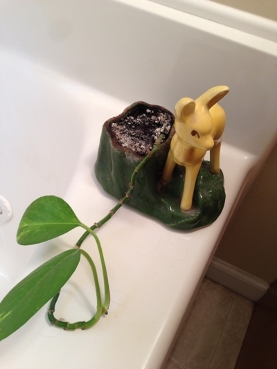 bathroom-plant