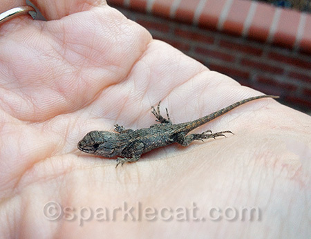It was a rather small alligator