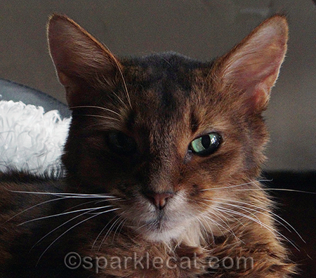 My human says I am too aloof to be a good senior human supervisor! As if.