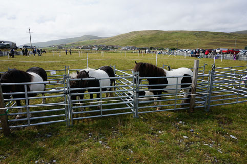 03-ponies-20140813-DSC01962