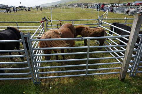 04-ponies-20140813-DSC01961
