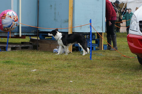 07-dogs-20140813-DSC02022