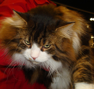 11-26 maine coon