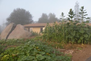 Marine layer fog most mornings -- like this -- is as close as we usually get to rain in summer.