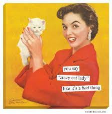 crazy cat lady pix