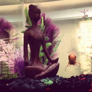 Dev.FishTank