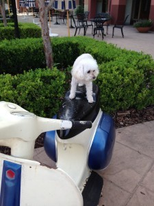 Rosie the dog at Portofino Bay.