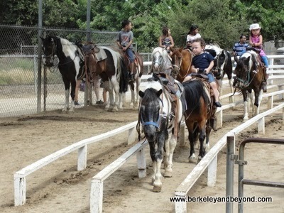 pony rides at Griffith Park in Los Angeles, California