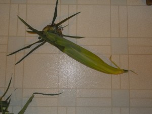 corn 1