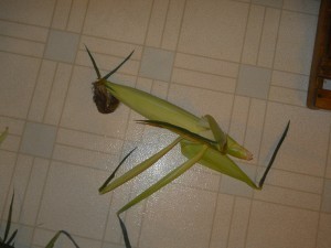 corn 2