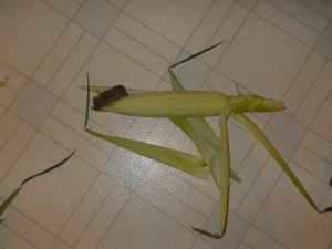 corn 3
