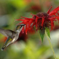 The mutualism between flowers and their pollinators shows the importance of cooperation. Photo by Joe Schneid.