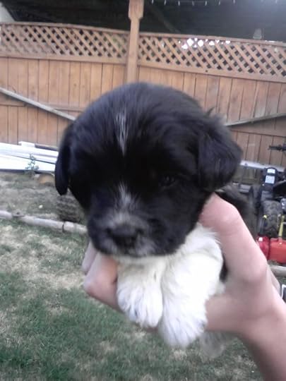 anime puppy photo: Puppy p_00118.jpg