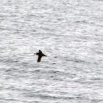 And this is a Puffin! The first one I ever saw in the wild!
