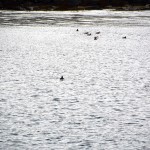 Yet more Puffins...tired yet?